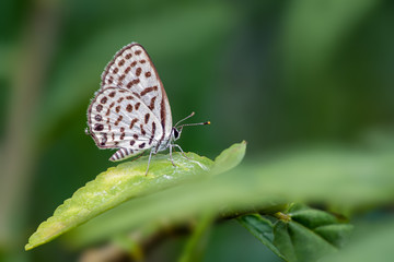 Fototapeta na wymiar Spotted Pierrot (Tarucus callinara), beautiful butterfly perching on leaf in meadow with green background, Thailand.