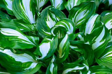 background with green leaves