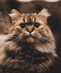 Fototapeta premium cat