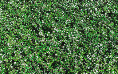 Fototapeta na wymiar Natural eco background of green leaves and white flowers.