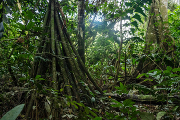 Green rainforest landscape, responsible and sustainable eco tourism in the jungle, Bolivia