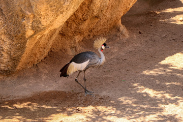 Portrait of a grey crowned crane