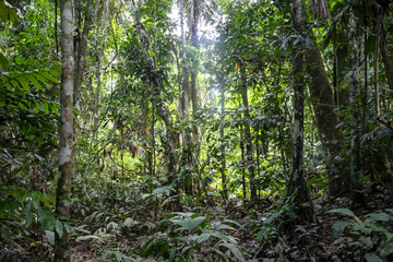 Obraz premium Green rainforest landscape, responsible and sustainable eco tourism in the jungle, Bolivia