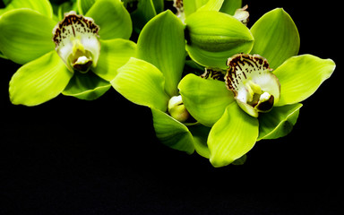 Green Cymbidium Orchid on a black background