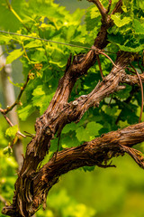 Detail of vine with defocused background
