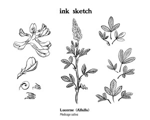 Set of botanical illustrations of forage and meadow plant Medicago sativa, alfalfa or lucerne, ink black and whitedrawing