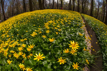 Obraz premium Allphotokz Flowers 20190413 8779 5DM3