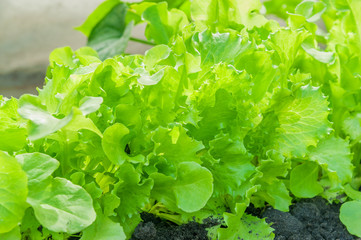 background of juicy organic lettuce on a bed close up