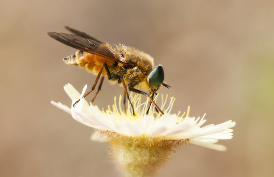 Pangonius large fly with green eyes perched on yellow flower on light brown background