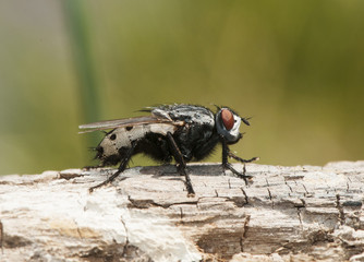 Wohlfahrtia bella, blowfly that produces myiasis or whiffs in mammals