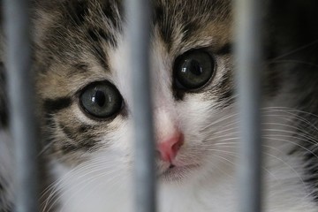 close up of a small kitten behind a fence in the shelter