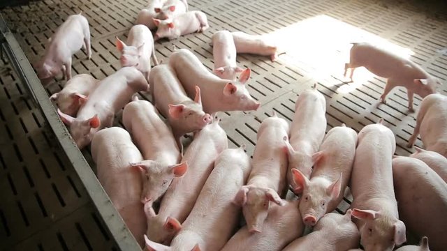 Piglets on an modern industrial pig farm