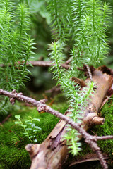 Branch of the tree lies on the moss macro
