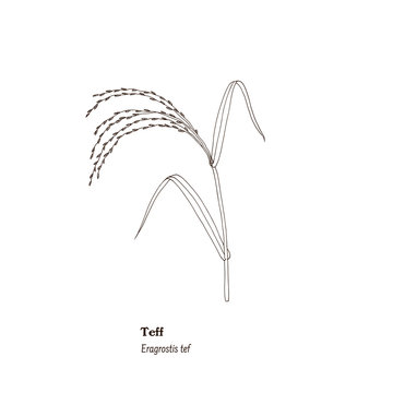 Botanical illustration of forage, field and meadow plant, Eragrostis tef, or teff.