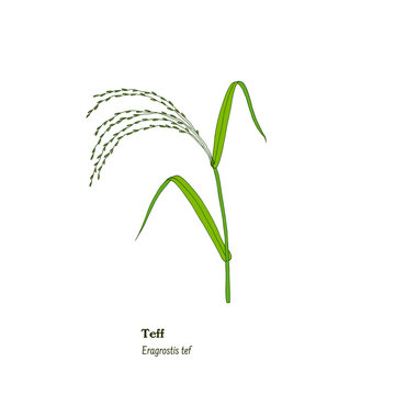  Botanical illustration of forage and meadow plant, Eragrostis tef, or teff.