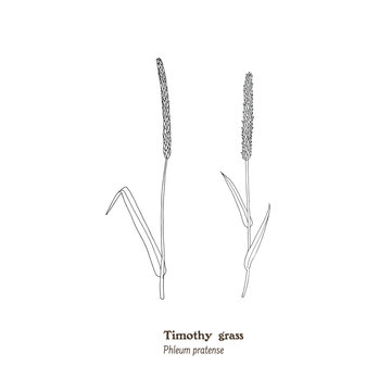 Set of botanical illustrations of forage and meadow plant, Phleum pratense, timothy grass.