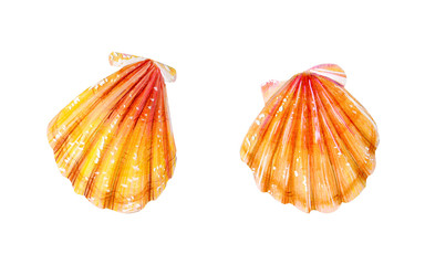 Set of two yellow sea scallops.