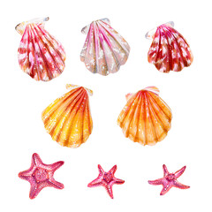 Set of sea shells of scallops and sea stars.