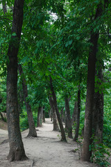 alley in a green saturated forest
