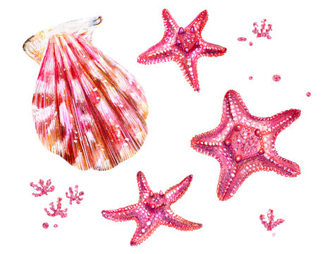 Set of sea shells of scallops and sea stars.