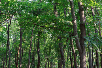 thick tree branches in a green forest