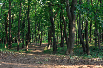 the road in a green saturated forest