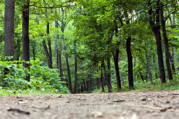 Fototapeta premium the road in a green saturated forest