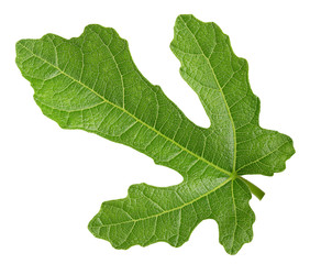 fig leaf isolated on a white background