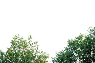 Tropical plant leaves with branches growing in botanical garden and warm light on white isolated background for green foliage backdrop 
