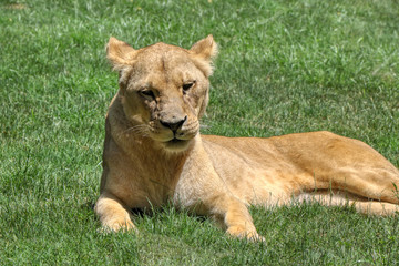 Fototapeta na wymiar Lioness is resting on a green lawn