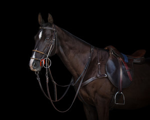 Portrait of a chestnut horse in sport style on black background isolated: bridle, reins and saddle close up - obrazy, fototapety, plakaty