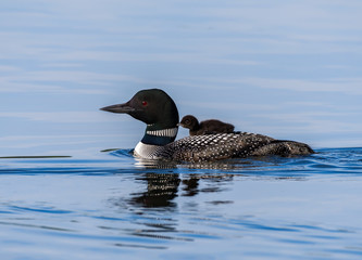 Baby common loon chick takes a ride on the back of its parent  in blue water