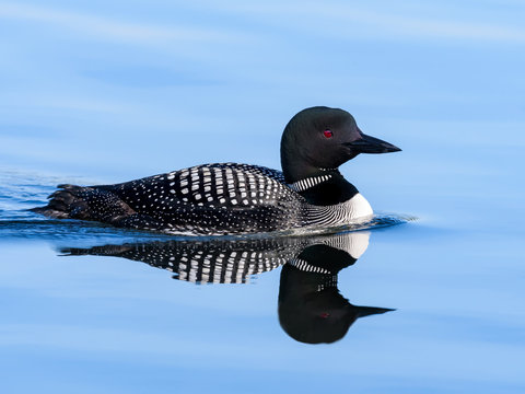 Common Loon with Reflection Swimming in Blue Water