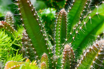 Green cactus photo from. Near angle