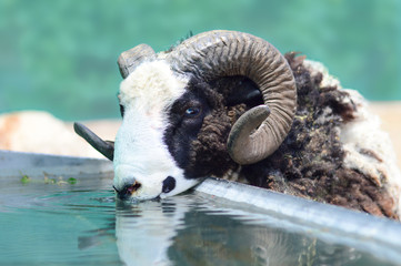 Scottish lamb portrait on a watering place, curly, black and white