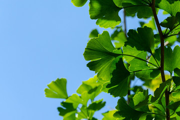 Close-up green leaves of Ginkgo tree (Ginkgo biloba), known as ginkgo or gingko on blue sky background. There is a place for your text.  Nature concept for design