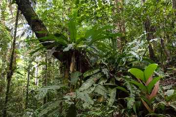 Green rainforest landscape, responsible and sustainable eco tourism in the jungle, Bolivia
