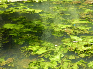 Украина река Старый Белоус