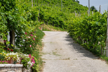 Road to the vineyards