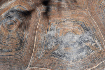 Closeup of brown tortoise shell as abstract patterned background.