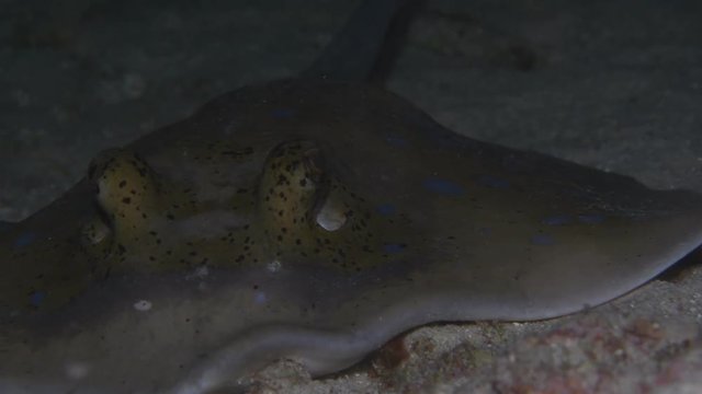 Bluespotted Ribbontail Ray, Dasyatis kuhlii closeup