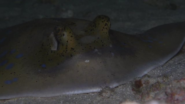 Bluespotted Ribbontail Ray, Dasyatis kuhlii closeup