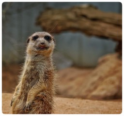 Fototapeta premium Aufmerksames Erdmännchen