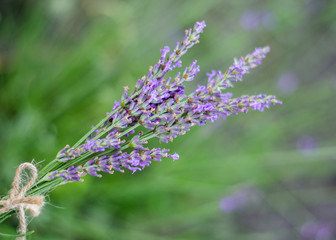Lavender flowers in closeup. Bunch of lavender flowers