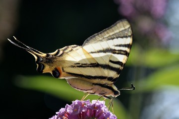 papillon flambé au soleil © Guy Pracros