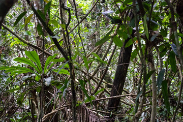 Green rainforest landscape, responsible and sustainable eco tourism in the jungle, Bolivia