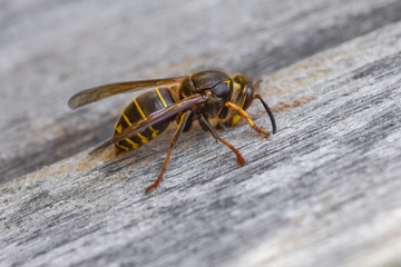 Wasp on wood, macro close-up