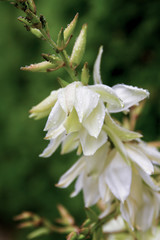 Yucca plant (yucca flaccida) in bloom in the summer; rain drops on delicate white flower petals