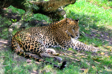 Leopard rests in the shade of a tree
