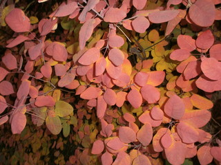 autumn leaves background